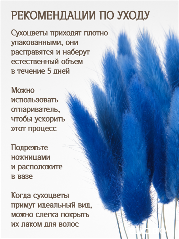 Лагурус синий 30 шт. Высший сорт. Высота 25-35 см М483