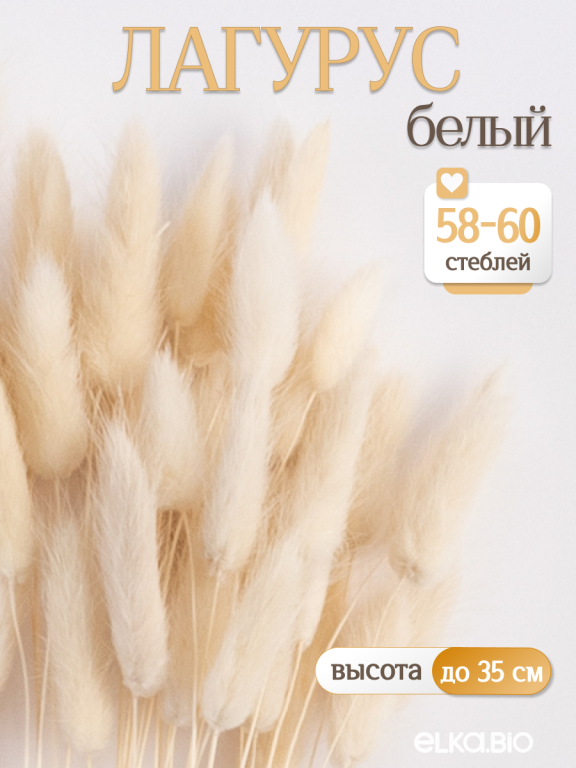 Лагурус белый 60 шт. Высший сорт. Высота 25-35 см М224