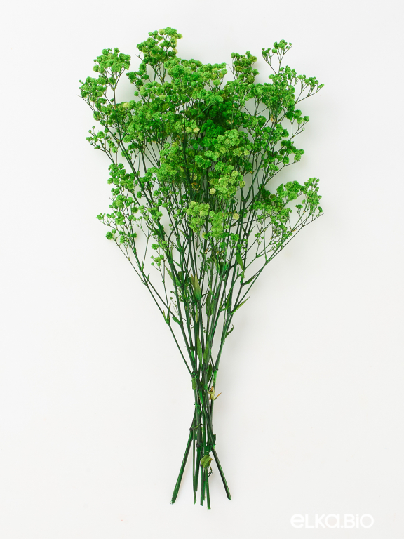 Гипсофила стабилизированная зелёная 50 гр. высший сорт М173 Гипсофила стабилизированная зелёная 50 гр. высший сорт М173