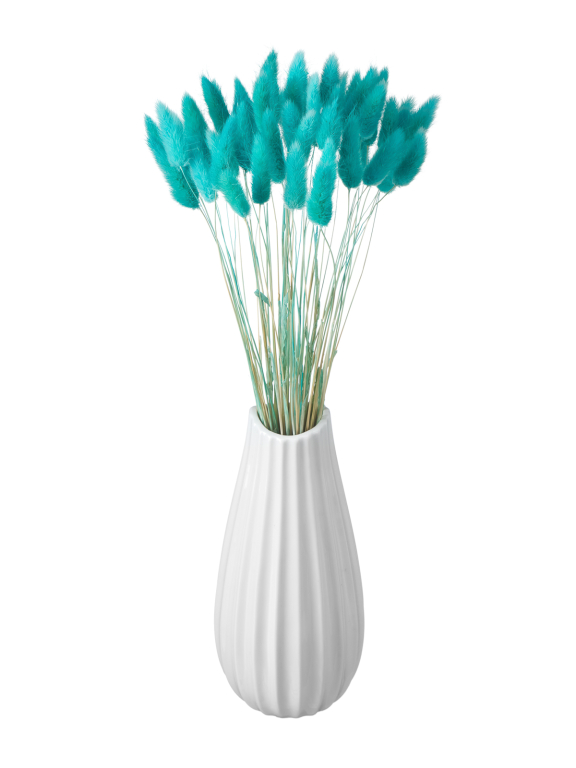 Лагурус ярко-бирюзовый высший сорт - 60 шт