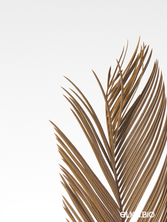 Лист пальмы цикас (5шт) М181