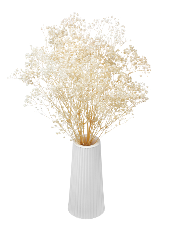 Гипсофила стабилизированная белоснежная 50 гр. высший сорт М169