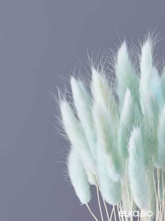 Лагурус светло-бирюзовый высший сорт - 60 шт
