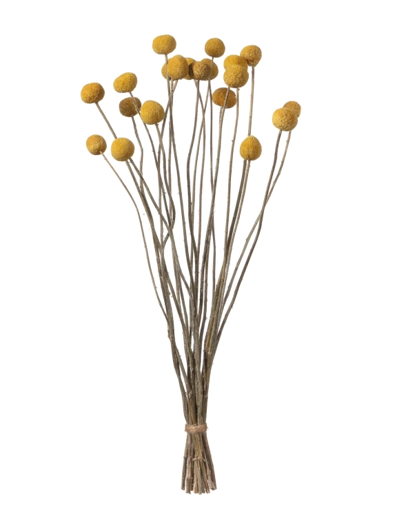 Краспедия сухоцвет (20 шт) М048