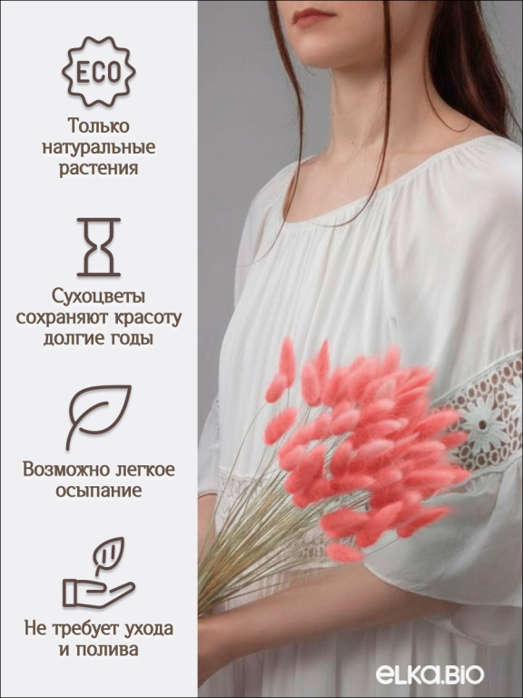 Лагурус розовый 60 шт. Высший сорт. Высота 25-35 см М640