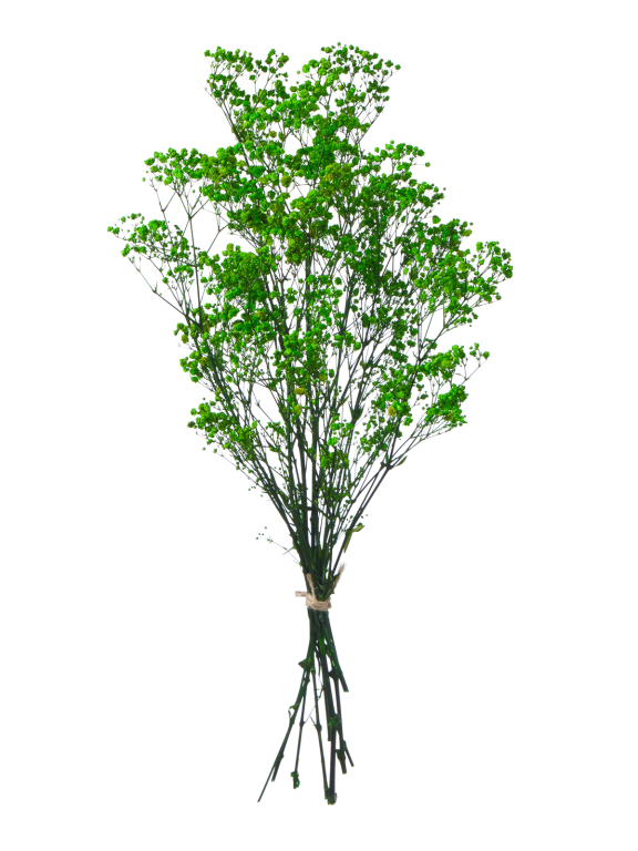 Гипсофила стабилизированная зелёная 140 гр. высший сорт М161