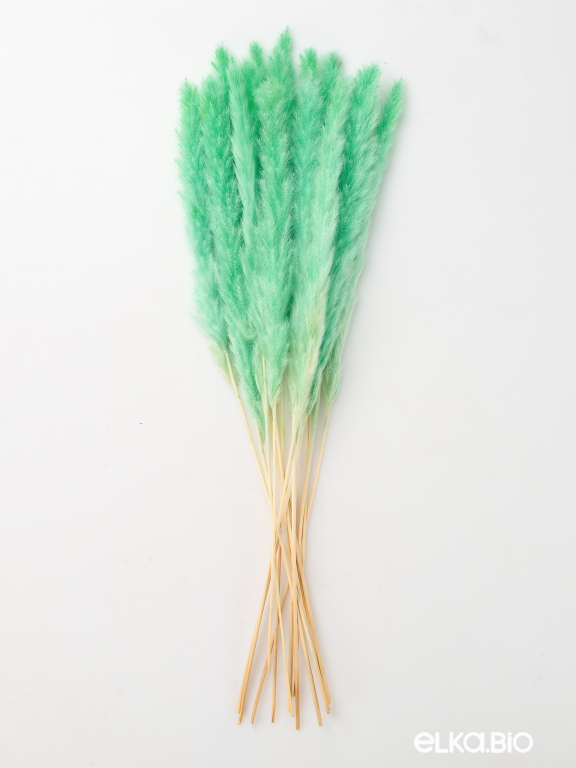 Трава сухоцвет пампас мини 15 шт. зелёно-бирюзовый высший сорт