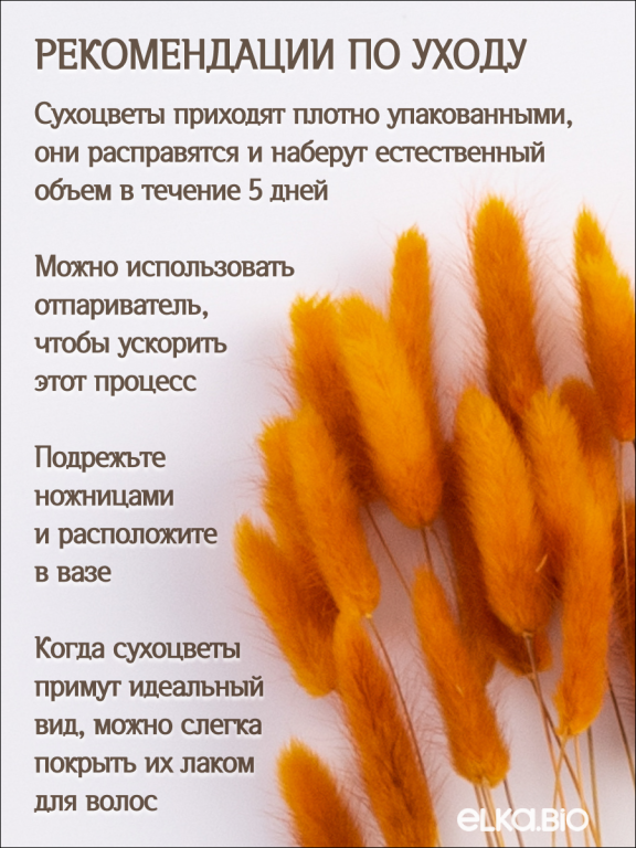 Лагурус оранжевый 30 шт. Высший сорт. Высота 25-35 см М478