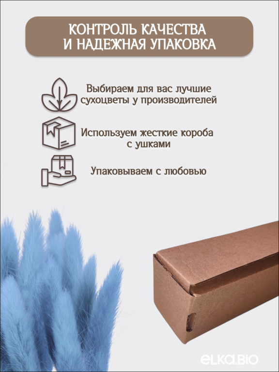 Лагурус голубой 60 шт. Высший сорт. Высота 25-35 см М653