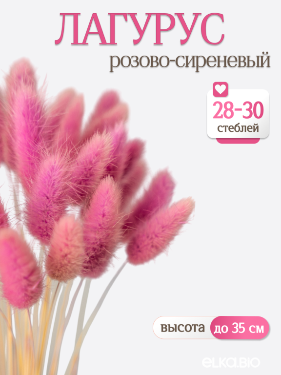 Лагурус розово-сиреневый 30 шт. Высший сорт. Высота 25-35 см М479