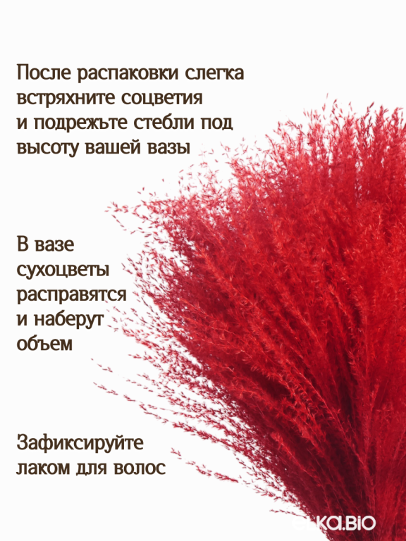 Мискантус бордовый 30 шт. Высший сорт М040