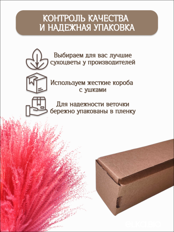 Мискантус розовый 30 шт. Высший сорт М042