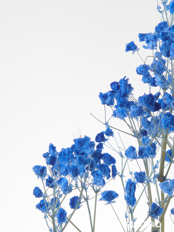 Гипсофила стабилизированная синяя 140 гр. высший сорт М165 Гипсофила стабилизированная синяя 140 гр. высший сорт М165