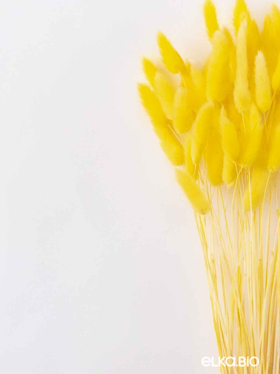 Лагурус желтый первый сорт - 300 шт