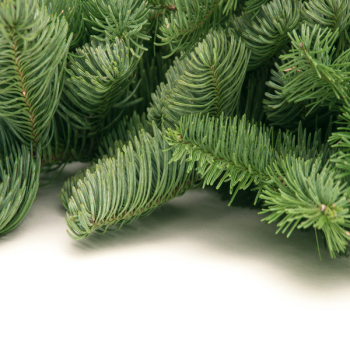 Лапник пихты Нобилис 15 кг.