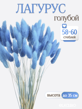 Лагурус голубой 60 шт. Высший сорт. Высота 25-35 см М653