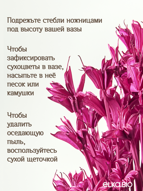 Нигелла фуксия 50г. Высший сорт. Высота 40-55 см. М408
