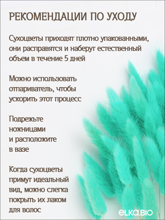 Лагурус мятный 30 шт. Высший сорт. Высота 25-35 см М701