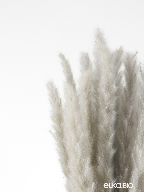 Трава сухоцвет пампас мини 15 шт. серый высший сорт