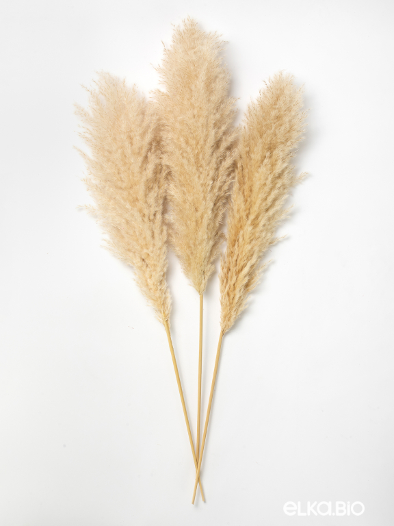 Пампасная трава кортадерия натуральная (3шт) М152