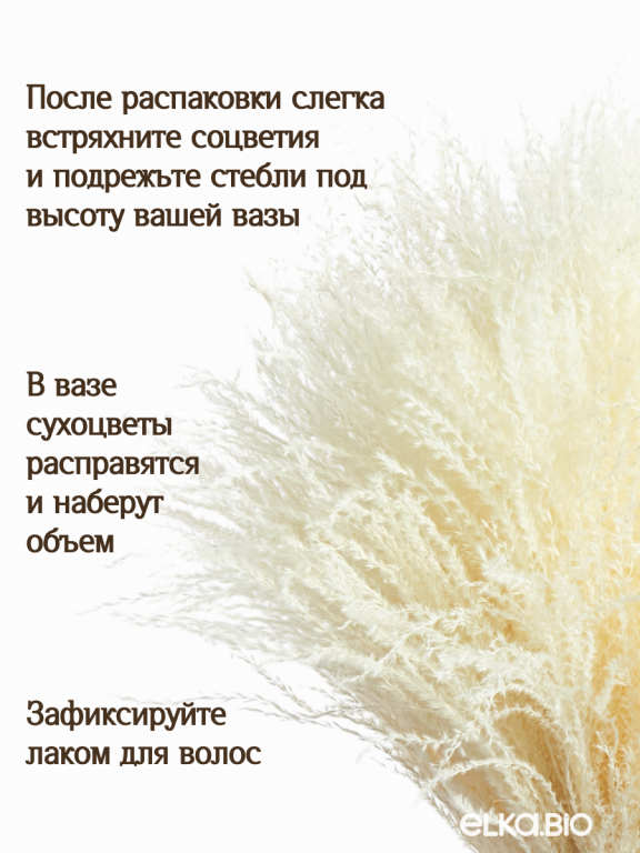 Мискантус светло-бежевый 30 шт. Высший сорт М278