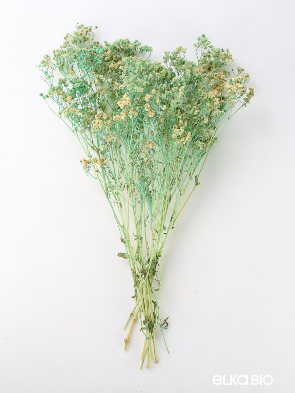 Гипсофила стабилизированная светло-бирюзовая 50 гр. высший сорт М171