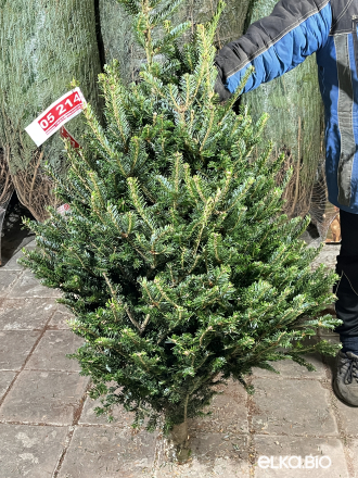 Пихта Фразера срезанная 1.50 - 1.75