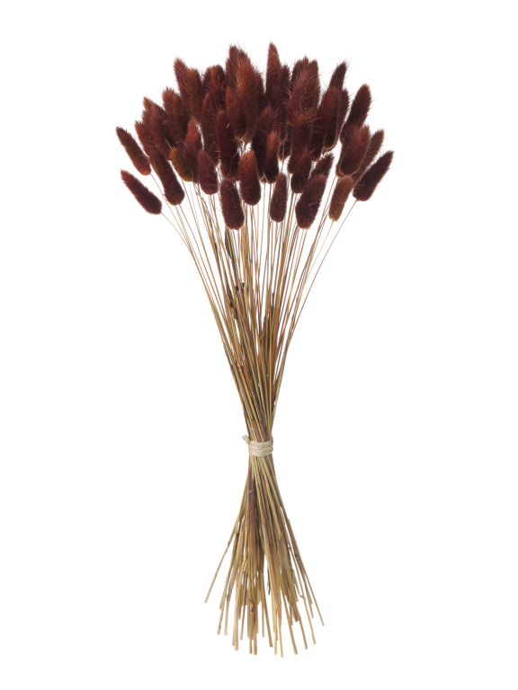 Лагурус коричневый высший сорт - 60 шт