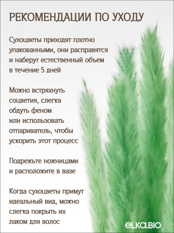 Пампас мини салатовый 15 шт. Высший сорт. Высота 40-50 см. М132