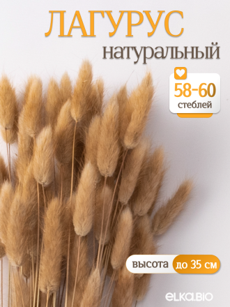 Лагурус натуральный 60 шт. Высший сорт. Высота 25-35 см М231