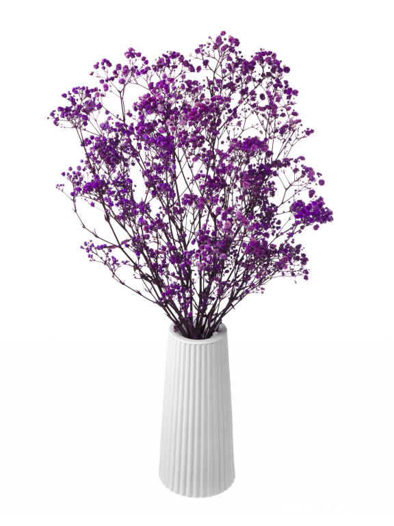 Гипсофила стабилизированная сиреневая 50 гр. высший сорт М178