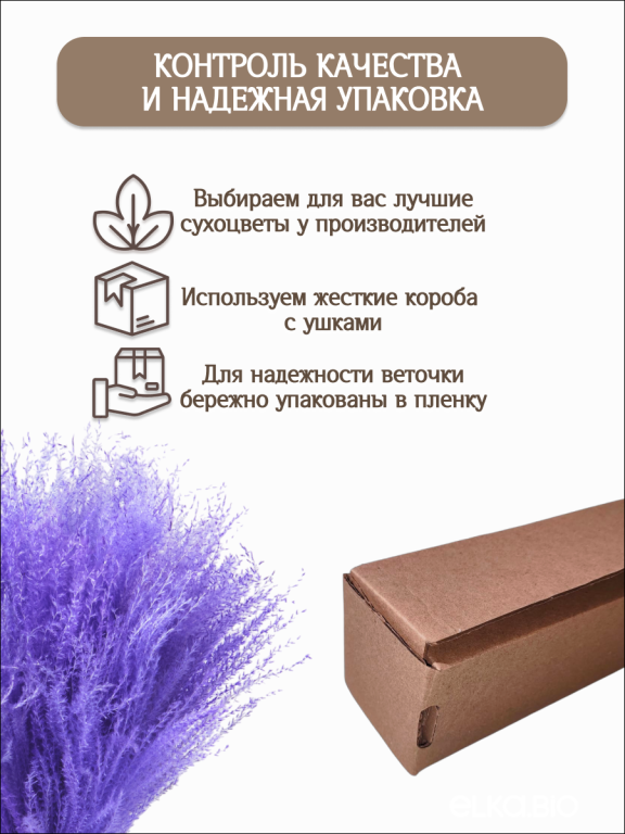 Мискантус фиолетовый 30 шт. Высший сорт М043