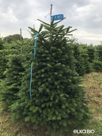 Пихта Нордмана срезанная 2.00 - 2.25