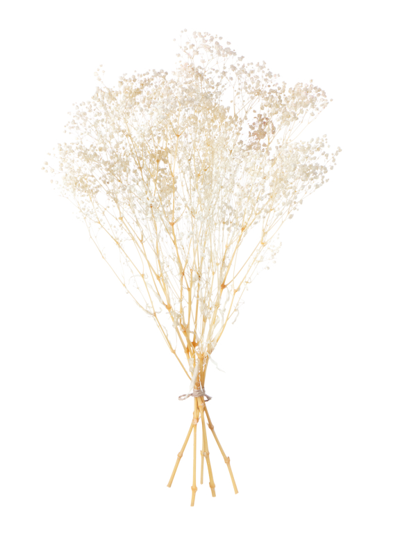 Гипсофила стабилизированная белоснежная 140 гр. высший сорт М157