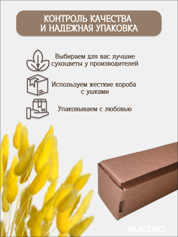 Лагурус жёлтый 60 шт. Высший сорт. Высота 25-35 см М227