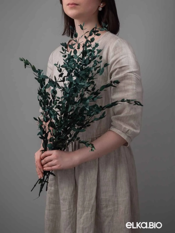 Эвкалипт Парвифолия изумрудный (3-5 шт) М055