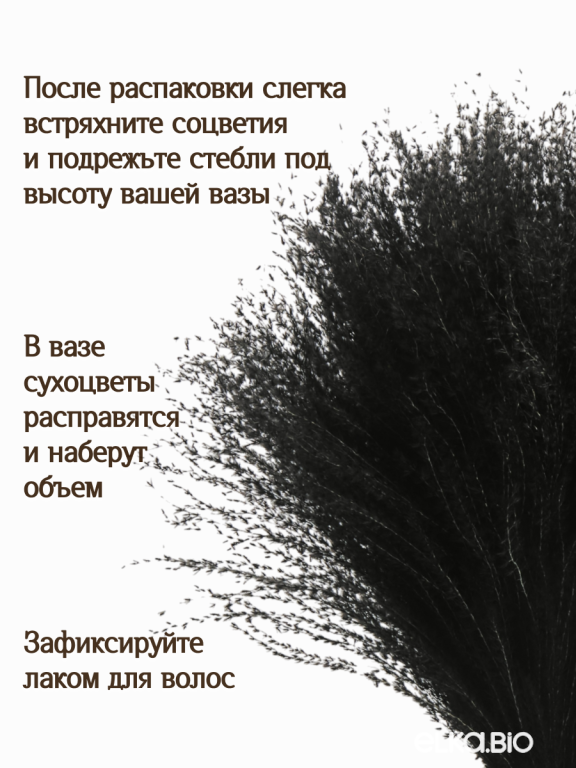 Мискантус чёрный 30 шт. Высший сорт М044