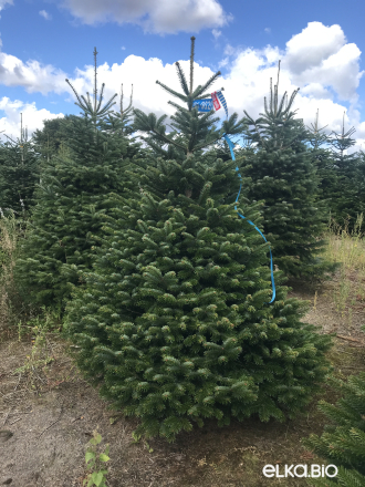 Пихта Нордмана срезанная 2.25 - 2.50