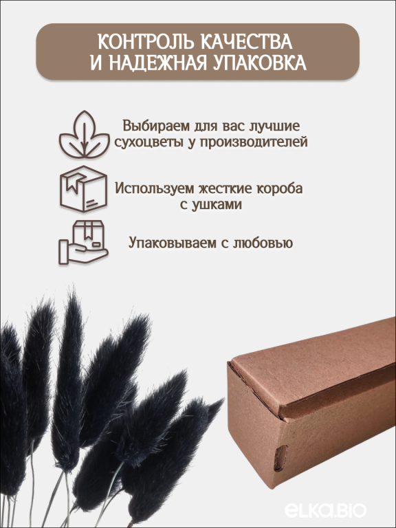 Лагурус чёрный 30 шт. Высший сорт. Высота 25-35 см М489