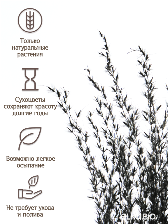 Мискантус чёрный 30 шт. Высший сорт М044