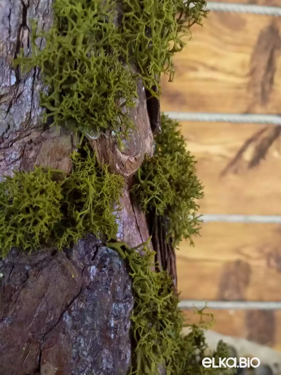 Настольная декоративная елка из коры и мха Лесной чародей Т64-В23