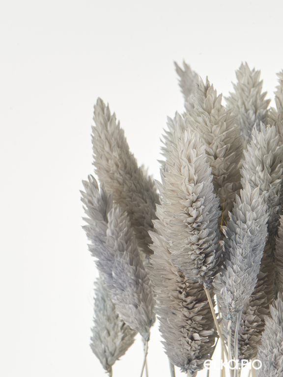 Фалярис серый (40шт) М113