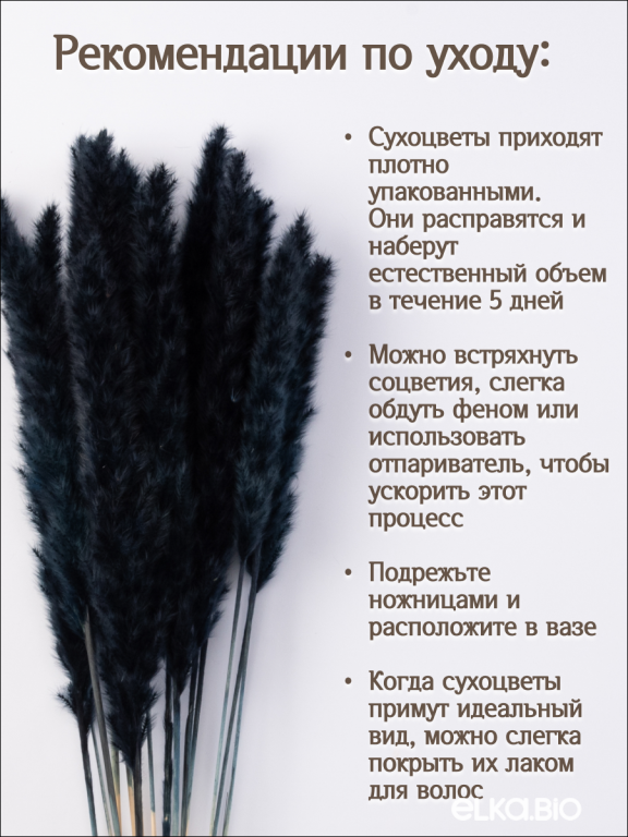 Пампас мини черный 15 шт. Высший сорт. Высота 40-50 см. М037