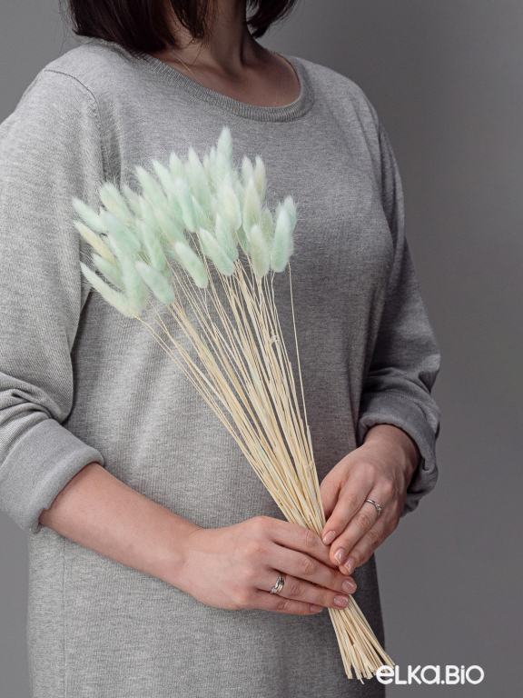 Лагурус светло-бирюзовый высший сорт - 60 шт