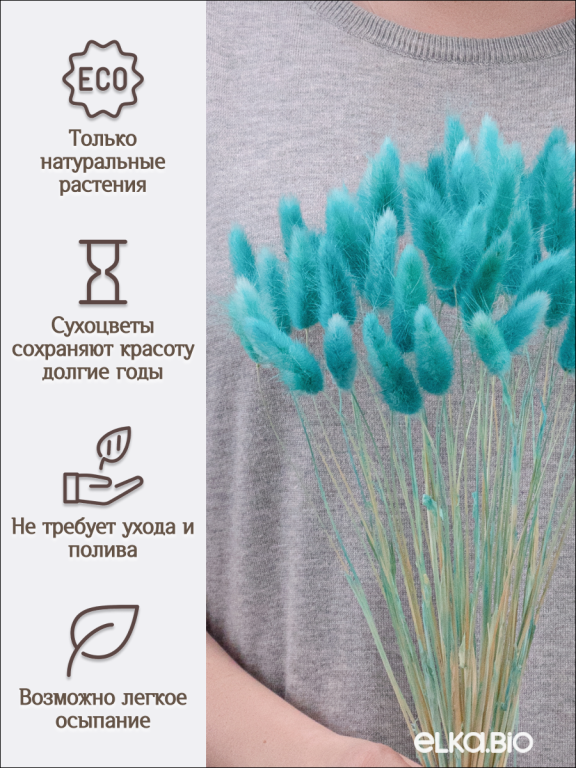 Лагурус ярко-бирюзовый 60 шт. Высший сорт. Высота 25-35 см М244