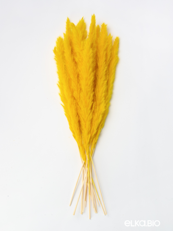 Трава сухоцвет пампас мини 15 шт. ярко-жёлтый высший сорт