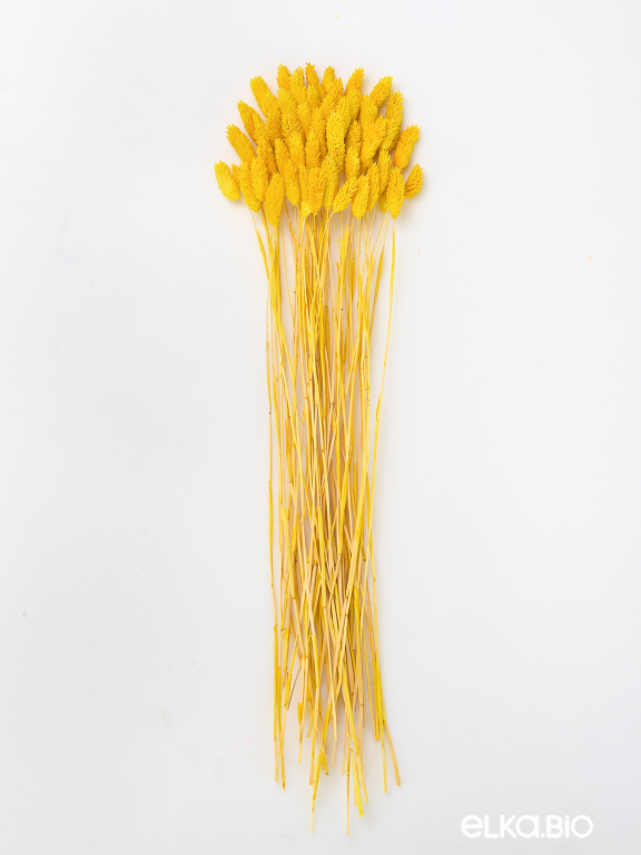 Фалярис жёлтый (40шт) М106