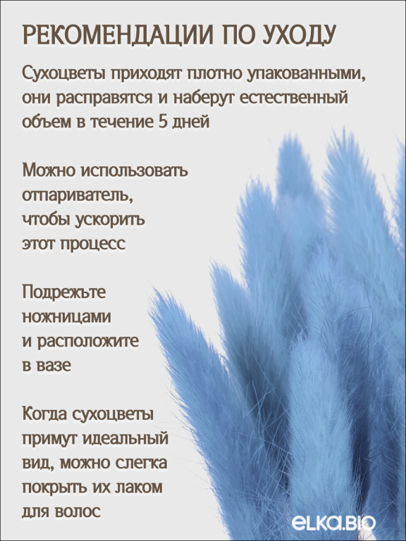 Лагурус голубой 30 шт. Высший сорт. Высота 25-35 см М652