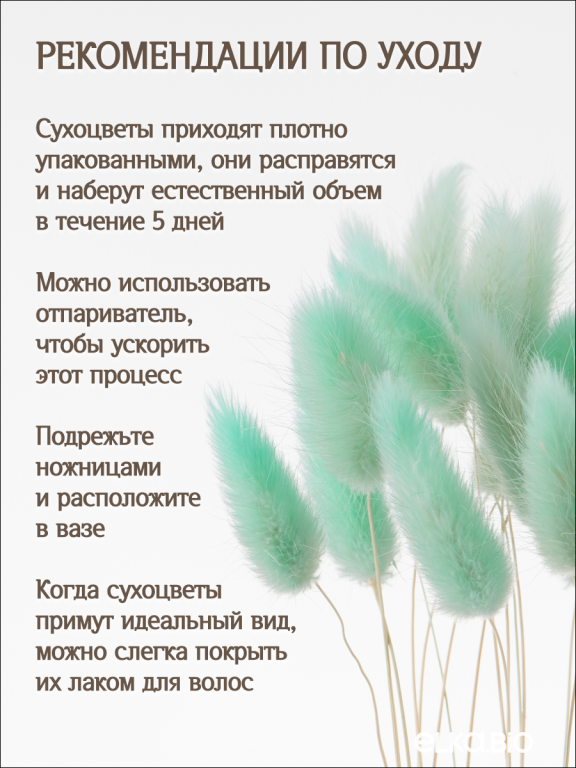 Лагурус светло-бирюзовый 30 шт. Высший сорт. Высота 25-35 см М480