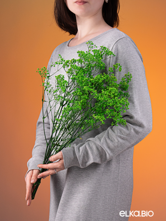 Гипсофила стабилизированная зелёная 550 гр. первый сорт М5161